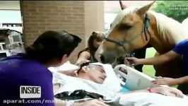ابراز احساس محبت اسب به صاحبش كه روي تخت بيمارستان بستري شده است