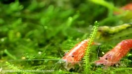 انواع میگوهای اکواریوم پلنت Plant Shrimp