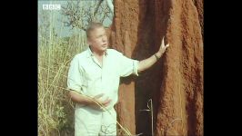 موریانه ها ، معماران خارق العاده طبیعت  Trials Of Life  BBC Earth