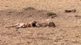 حیات وحش، زحمت طاقت فرسای چیتا برای شکار تقدیم آن به کفتار