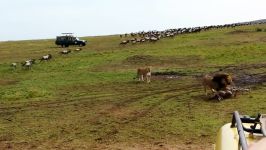 تماشایی ترین پرش شیر نر در حضور توریست ها برای شکار گوزن یالدار