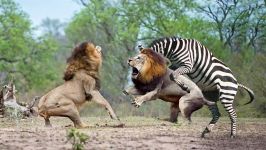 حیات وحش، حمله نبرد تماشایی شیرها شکار