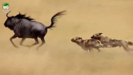 حیات وحش، حمله نبرد دیدنی سگ های وحشی گوزن یالدار