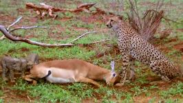 حیات وحش، زنده شدن فرار دیدنی شکار چیتا
