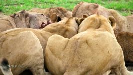 حیات وحش آفریقا، فریادهای دردناک گرازها بین دندان شیر پلنگ برای زنده ماندن