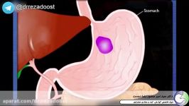 فرآیند هضم غذا Digestion