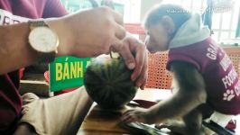 هندونه خوردن میمون  شیطنت میمون