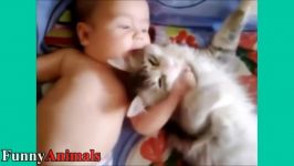 Cats Protecting  Cat Loves Babies