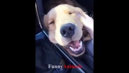 خنده دار سگ های تلفیقی 2018  فیلم سگ خنده دار  سگ ناز ویدئو