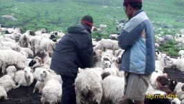 shepherd doing business  pastoral life  