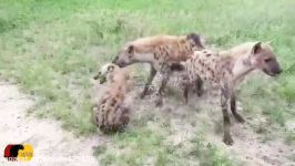 صحنه عجیب در حیات وحش شکار خوردن کفتار توسط دیگر کفتارها 