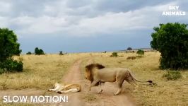 جنگ نبرد شیرها بوفالوها در حیات وحش