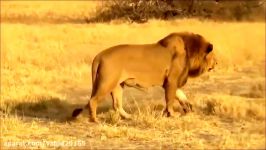 جنگ نبرد شیر شیر در حیات وحش
