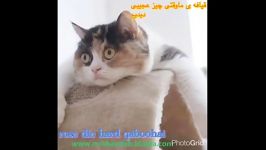 حقیقت محضه ٩