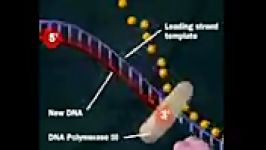 همانند سازی DNA