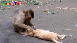 آزار اذیت گربه توسط میمون