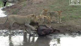 حمله بوفالوها به شیرها برای نجات بوفالو گرفتار در بین چنگال شیرها