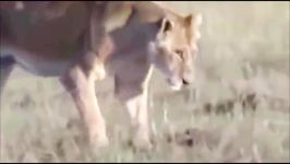 شرایط سخت حیات وحش برای شکارچیان قهار، شکست تا کشته شدن شیرها