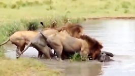 شکار بوفالو توسط شیر   شیر مقابل بوفالو