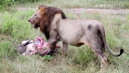 قدرت نمایی شیرها در حیات وحش   وقتی بوفالو شکار می شود