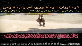 کره نریان دره شوری سهراب فارس 