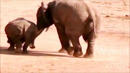 نبرد واقعی فیل ها   حمله فیل به فیل کوچولو