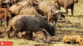 حمله نبرد شیر پلنگ در حیات وحش برای بقاء
