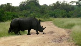 آفریقای جنوبی خانواده rhino در جاده، پارک ملی Kruger