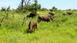 آفریقای جنوبی آبی آبی، پارک ملی Kruger