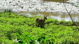 آفریقای جنوبی waterbucks، پارک ملی Kruger