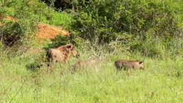 آفریقای جنوبی warthogs، SANparks