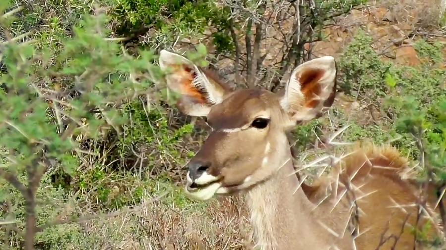 جنوب آفریقا kudus، SANparks فیلم جدید