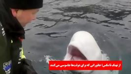 از نهنگ تا مگس؛ جانورانی برای دولت‌ها جاسوسی می‌کنند  فارسی 24