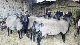 پرورش گوسفند رومانوف + طرح توجیهی گوسفند رومانوف 98