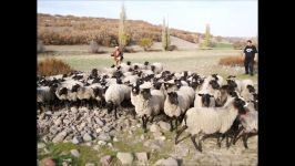 گوسفند رومانوف یکی مهم معروف‌ترین نژادهای گوسفند گوشتی