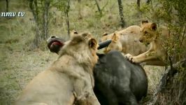 حیات وحش، حمله نبرد شیرها بوفالوها