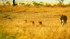 Kali the Lioness Vs Warthog  Serengeti Story Told by John Boyega  BBC Earth