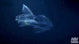 عجیب ترین حیوانات دریایی در اعماق اقیانوس