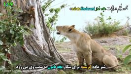 رفتار باورنکردنی شیر گرسنه شکارش