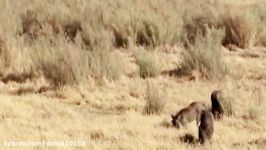 جنگ نبرد شیرها حیوانات حیات وحش
