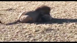 جنگ نبرد شیرها کفتارها در حیات وحش