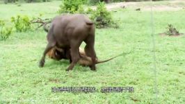 مجموعه حملات شکار حیوانات حیات وحش توسط شیرها