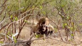 شکار بوفالو توسط کفتارها در حیات وحش