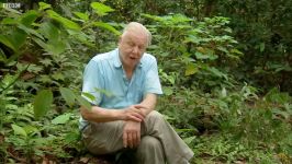 Incredible Toilet plant  Attenborough 60 Years in the wild  BBC