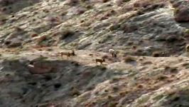 حیات وحش منطقه حفاظت شده پلنگ دره قم