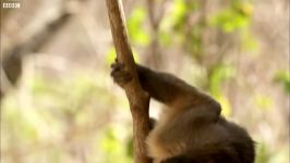 Snake Kills Rodent Which Fascinates Baby Capuchin  Wild Brazil  BBC Earth