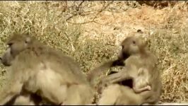 Leopard Catch Baby Baboon Do Dinner  Powerful Of God Gorilla Punish Leopard