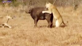حیات وحش، حمله نبردهای دیدنی شیرها سگ های وحش برای بقاء