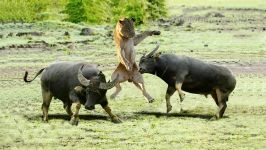 حمله نبرد شیر بوفالو در حیات وحش