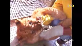 جفت گیری ببر نر شیر ماده تولد سه توله تایگون نادر در باغ وحش وکیل آباد مشهد